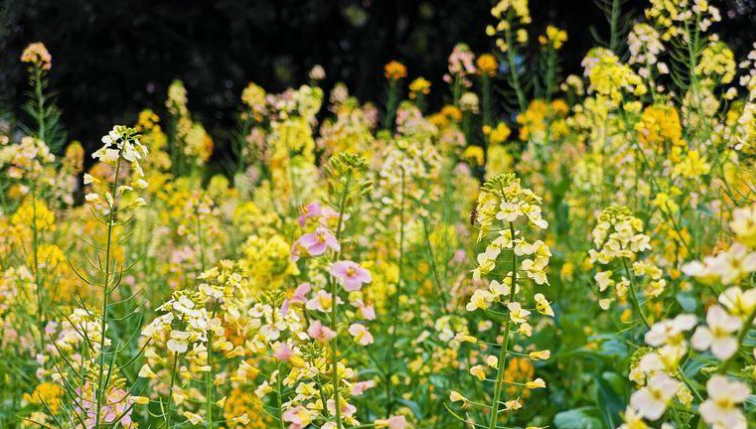 “早春多是小黄花”，在凯发k8为何“失灵”？专家揭秘