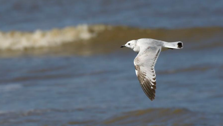 走！跟着“鸟友”去林间水边赏飞羽之美